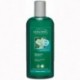 SHAMPOOING REPARATEUR GINKGO