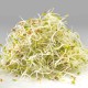 GERMES ROQUETTE/ALFALFA 75G