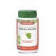 GINKGO BILOBA